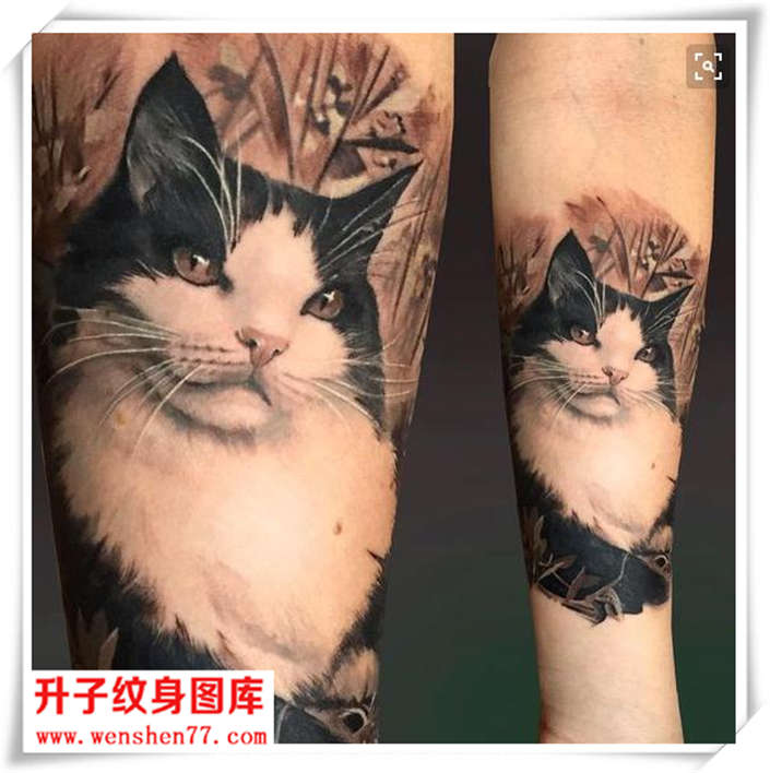 欧美写实猫纹身图案