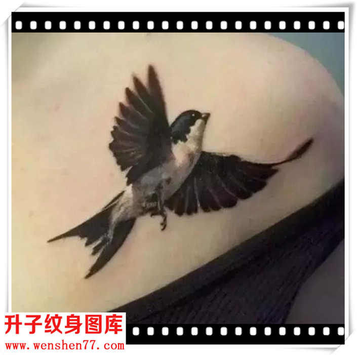 美女肩膀燕子纹身图片