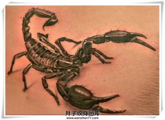 <b>侧腰写实蝎子纹身图案 重庆蝎子纹身</b>