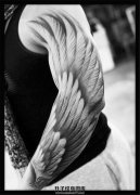 <b>花臂纹身 一条翅膀纹身图案手臂</b>