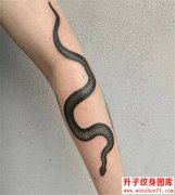 <b>蛇纹身-蛇纹身图案-蛇纹身图片大全</b>