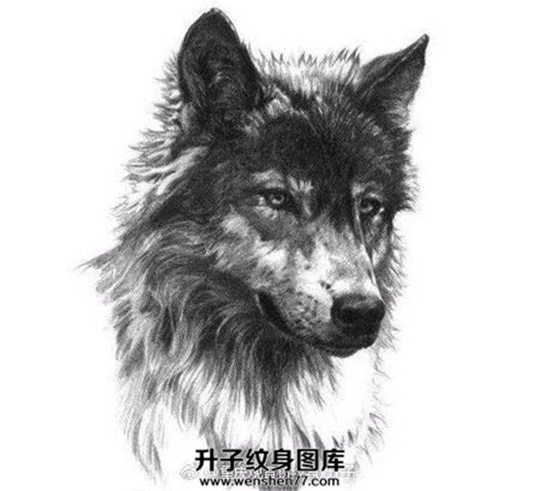 狼头纹身手稿图案