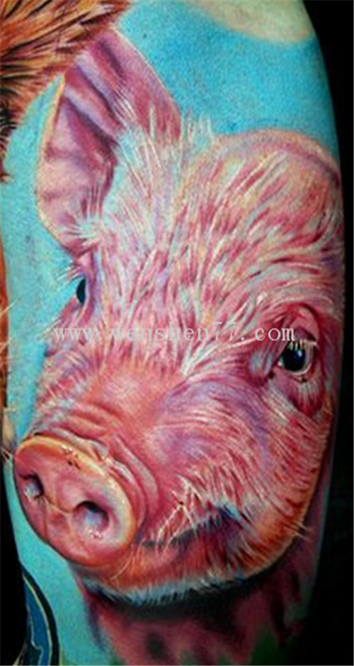 十二生肖纹身 -猪纹身 -猪纹身图案 -猪纹身寓意