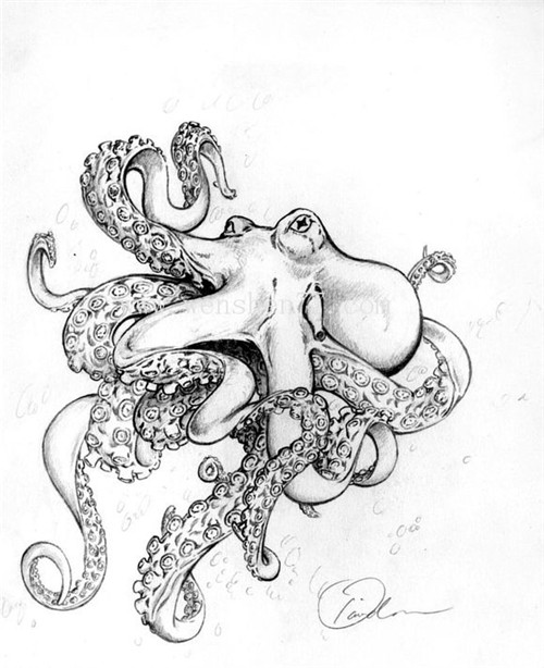 章鱼纹身手稿图案