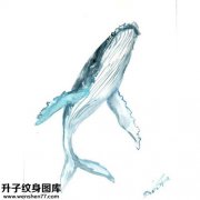 <b>鲸鱼纹身手稿</b>