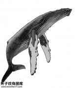 <b>鲸鱼纹身手稿图案图片</b>