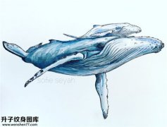 <b>鲸鱼纹身手稿图案</b>