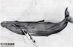 <b>鲸鱼纹身手稿图案图片大全</b>