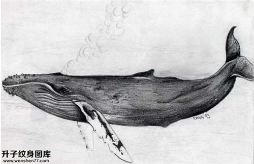 鲸鱼纹身手稿图案