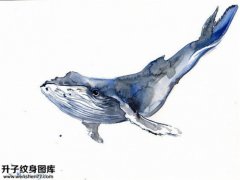 <b>鲸鱼纹身手稿图案彩色</b>