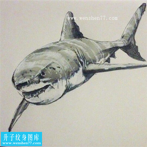 欧美水彩鲨鱼纹身手稿图案