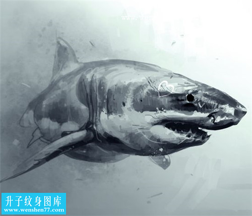 欧美彩色写实鲨鱼纹身手稿图案