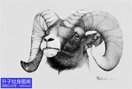 羊头素描纹身手稿图案