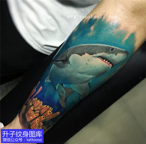 男性包小臂彩色写实鲨鱼纹身图案