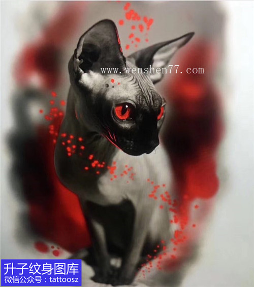 欧美彩色猫纹身手稿图案
