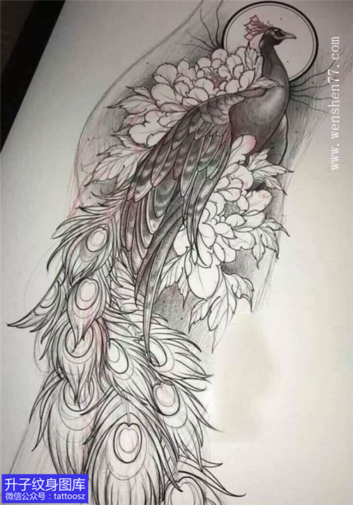 涪陵一个包臀孔雀与牡丹花纹身手稿-精品图片
