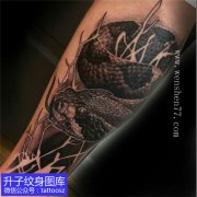 <b>手臂毒蛇纹身图案</b>