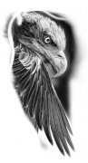 欧美黑灰写实老鹰纹身手稿图案