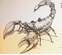 动物类蝎子纹身手稿图案